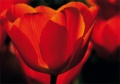 Tulpen Tulips 012