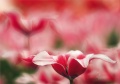Tulpen Tulips 015