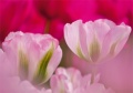 Tulpen Tulips 016