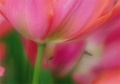 Tulpen Tulips 018