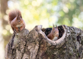 Eichhörnchen Fotomagnet