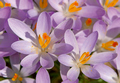 Krokusse